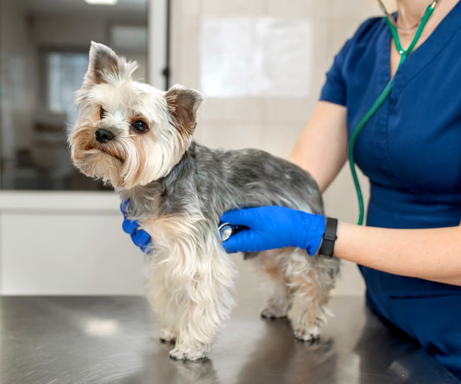 West Chester Veterinary Medical Center | West Chester Speciality &Urgent Care Vet