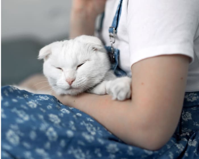 Treatment & Therapy, West Chester Vet